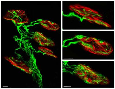 <mark class="highlighted">Presynaptic Membrane</mark> Receptors Modulate ACh Release, Axonal Competition and Synapse Elimination during Neuromuscular Junction Development